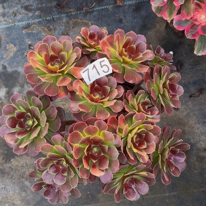 000000000715荷兰玫瑰