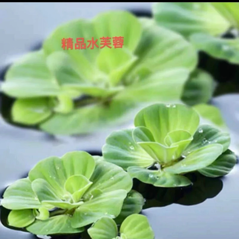 水芙蓉水生水培植物活睡莲鱼缸浮萍真草净化水质会开花