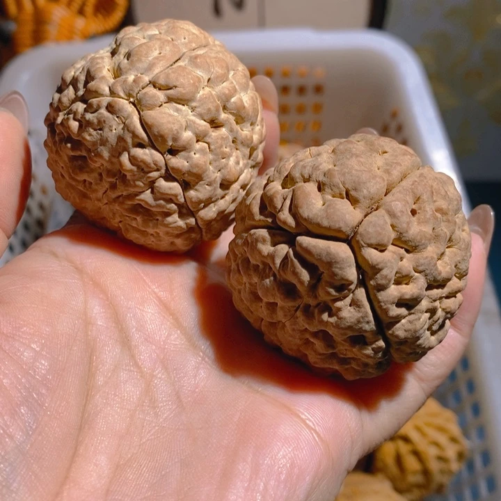 野生三瓣脑纹大金刚4555虫眼