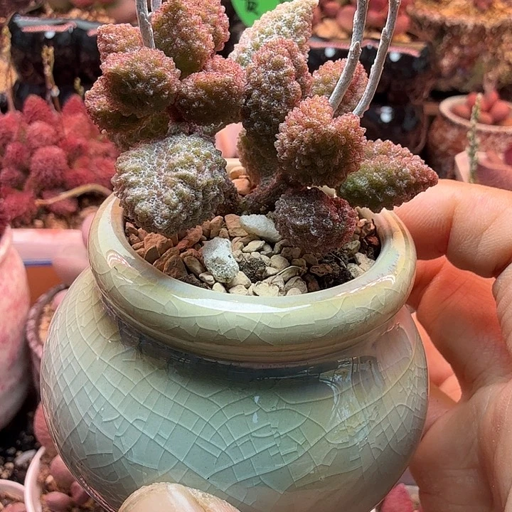 小****4水蜜桃的味道真的很好