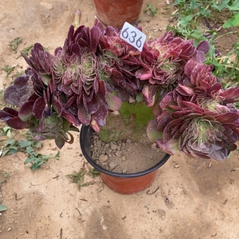 微***光万圣节缀一物一拍