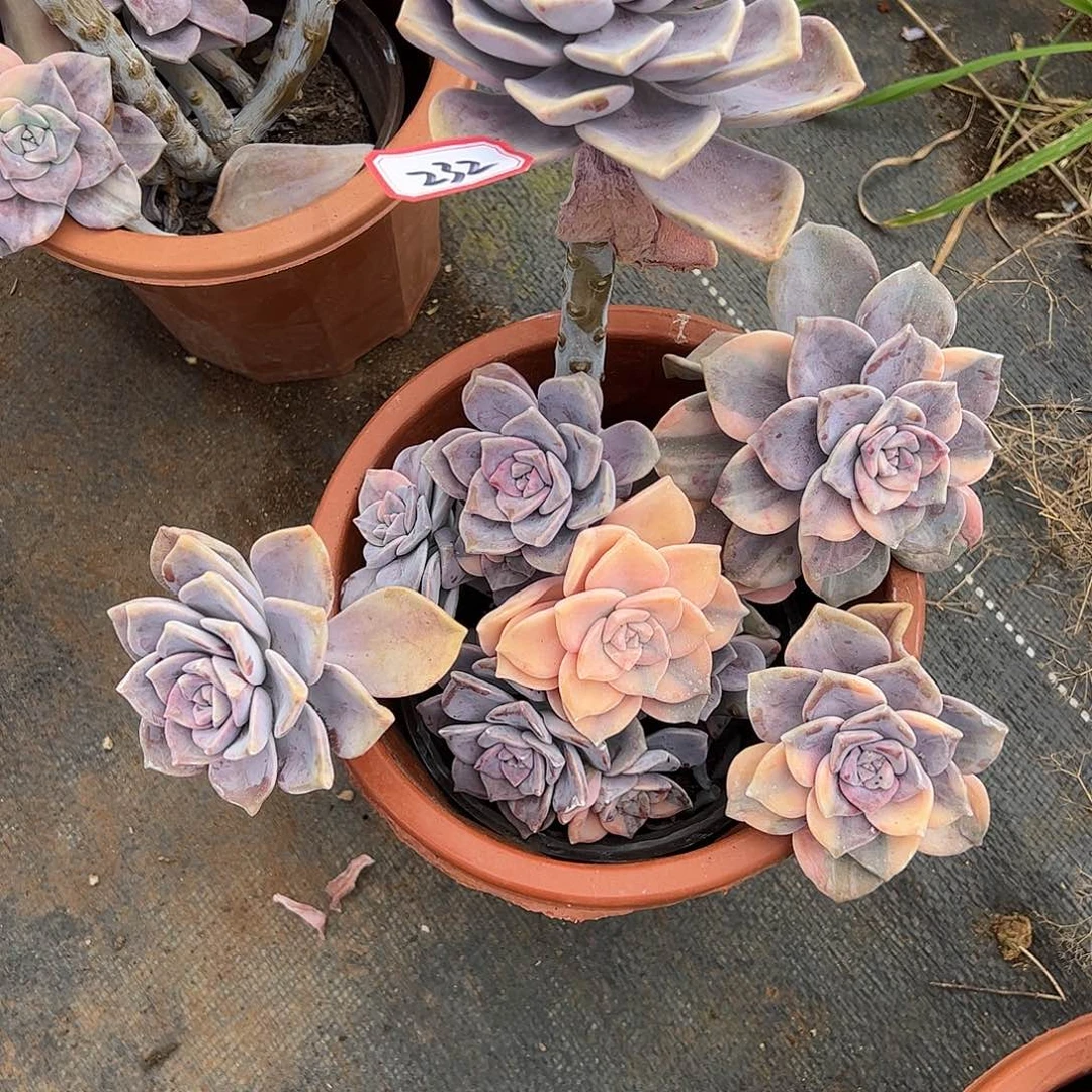 232号紫乐锦，一物一拍