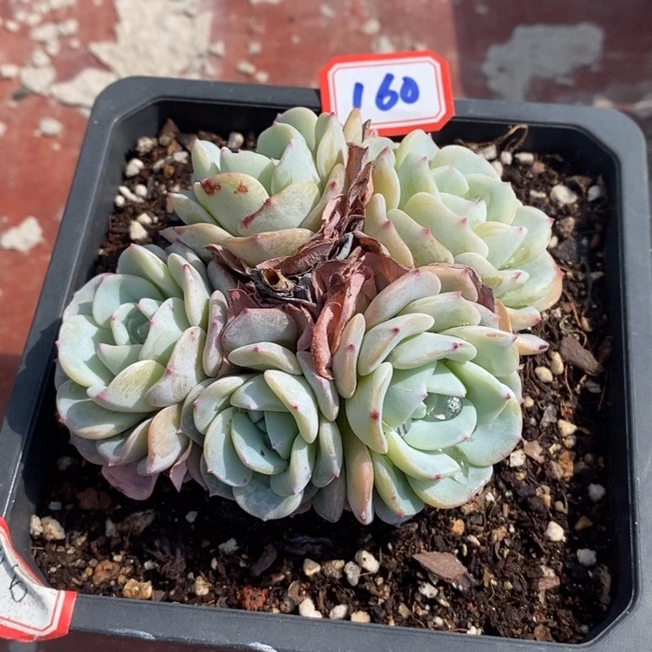 家****贝一物一拍勃朗峰多肉160