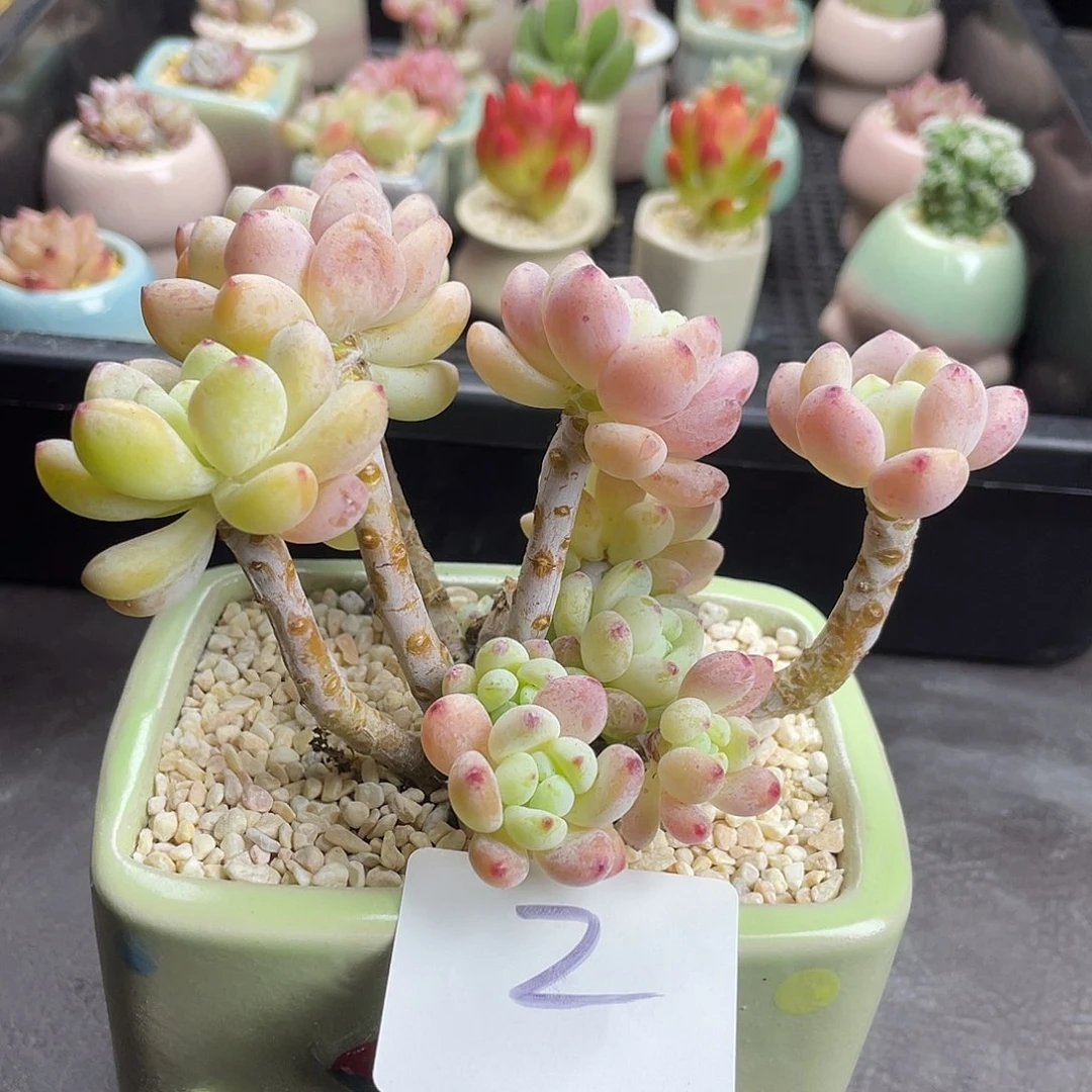 多肉植物劳尔一物一拍2