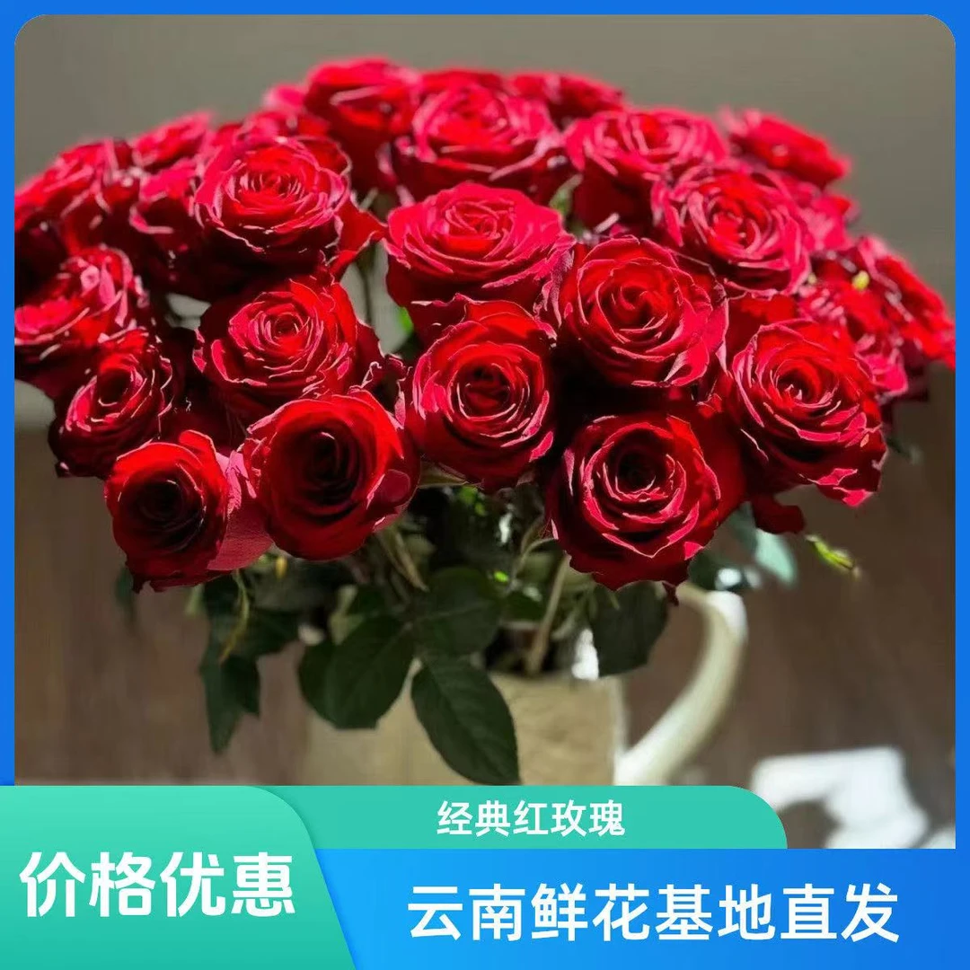 云南高品质鲜切花高原红玫瑰送礼结婚自用包邮（不做垃圾花）