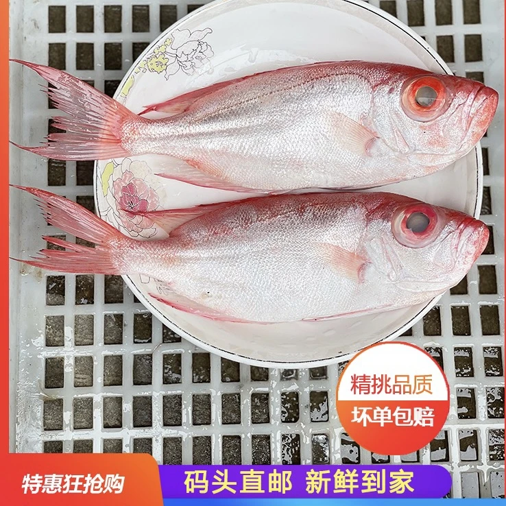 大眼鱼 红目鲢大眼鸡原产地渔船海鲜宝宝辅食鱼约（约2~3条/斤）帮杀