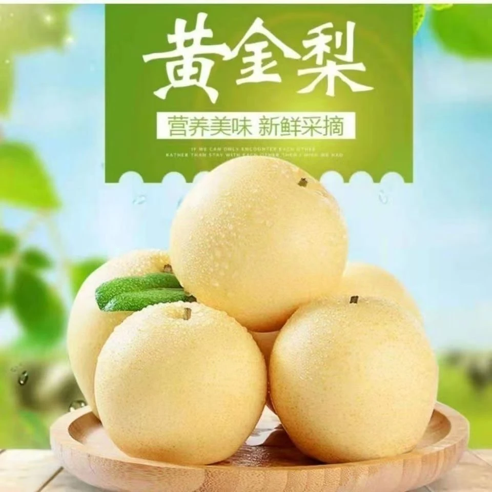 现摘现发正宗河南皇冠梨新鲜当季水果脆甜多汁