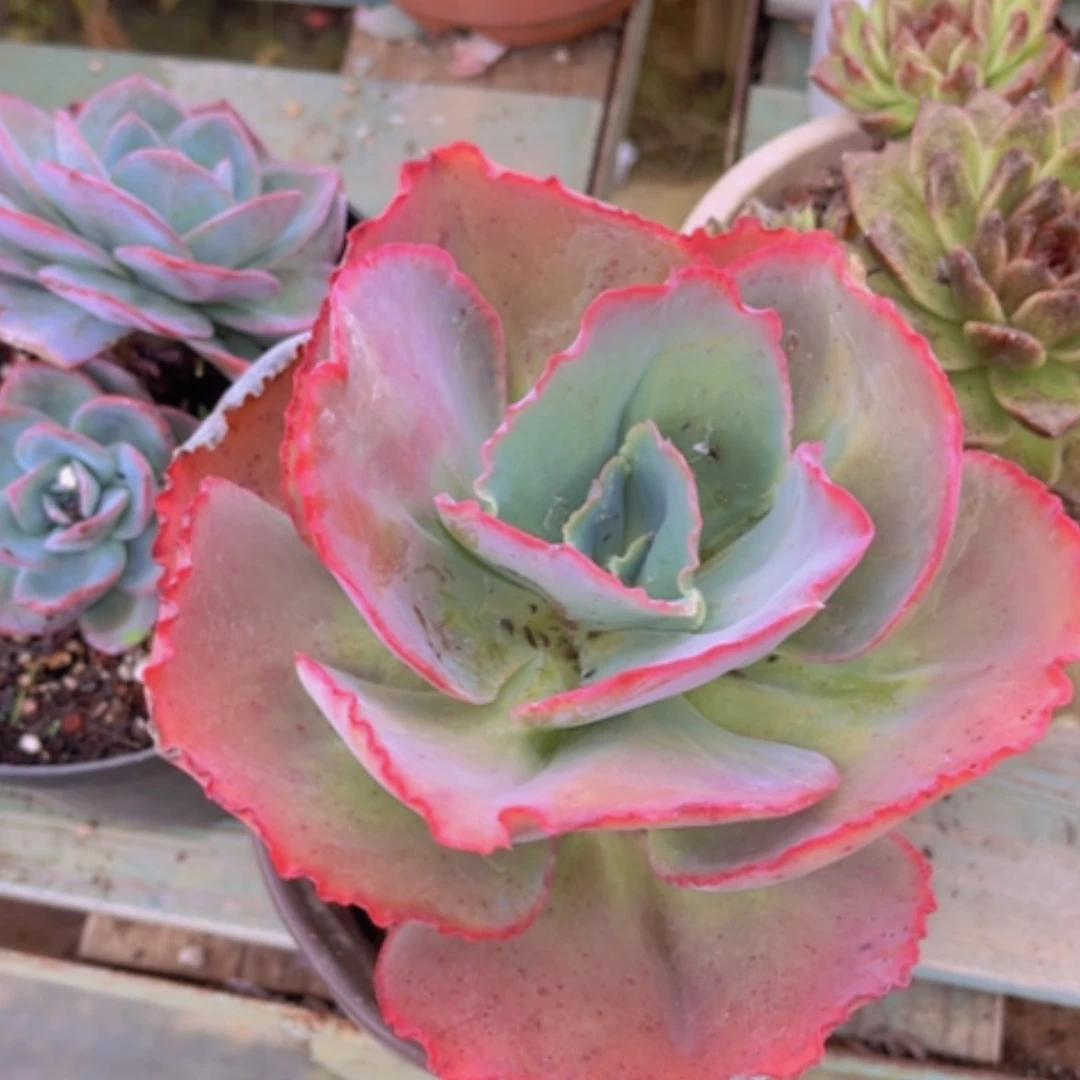 【闪购商品】蓝色妖姬29140