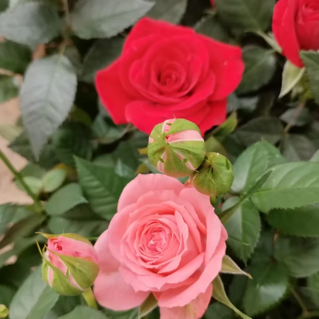 中秋节2盆福利（中国红+仙度瑞拉）带花苞发基地直发