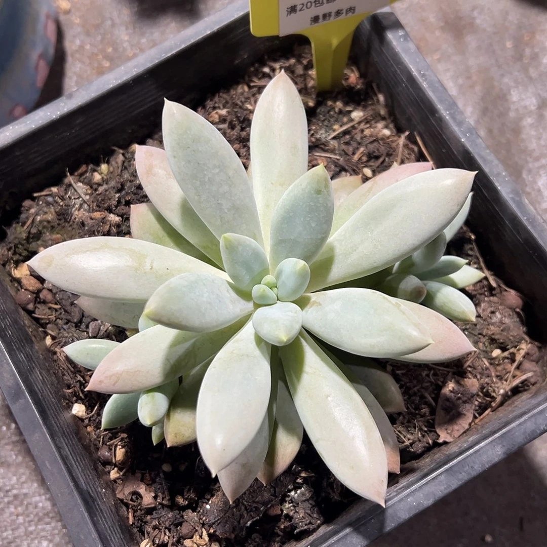 607542 胖体哥特萝莉三头，必须拍冷链，特价不售后