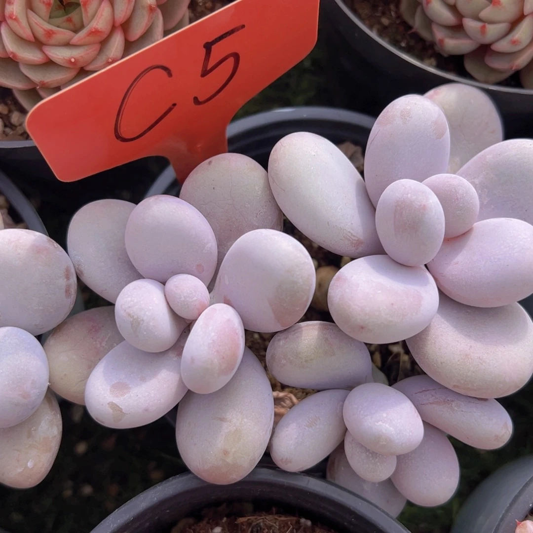 香玉的故事是一个人的故事