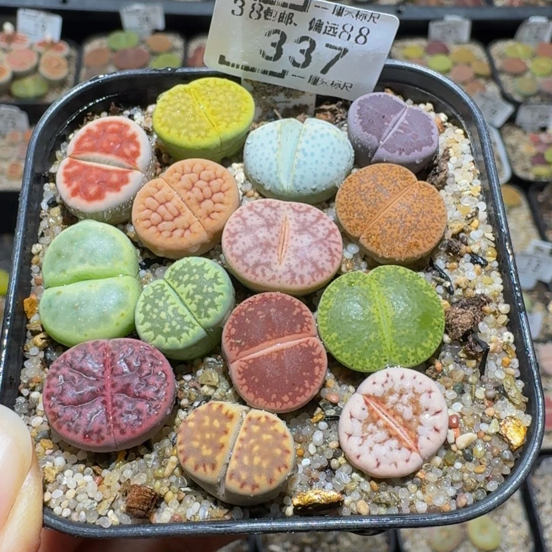 Ssss精品生石花337