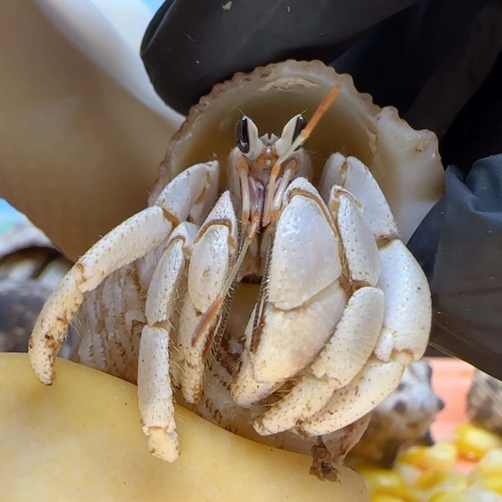 A101奶白通体 西沙1.7cm口径