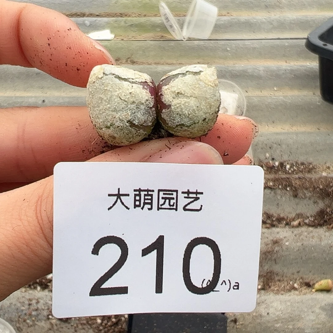 一物一拍            无售后      210