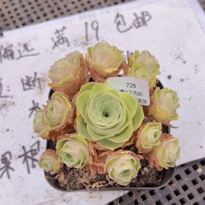 729 裸根不带土发货不包损