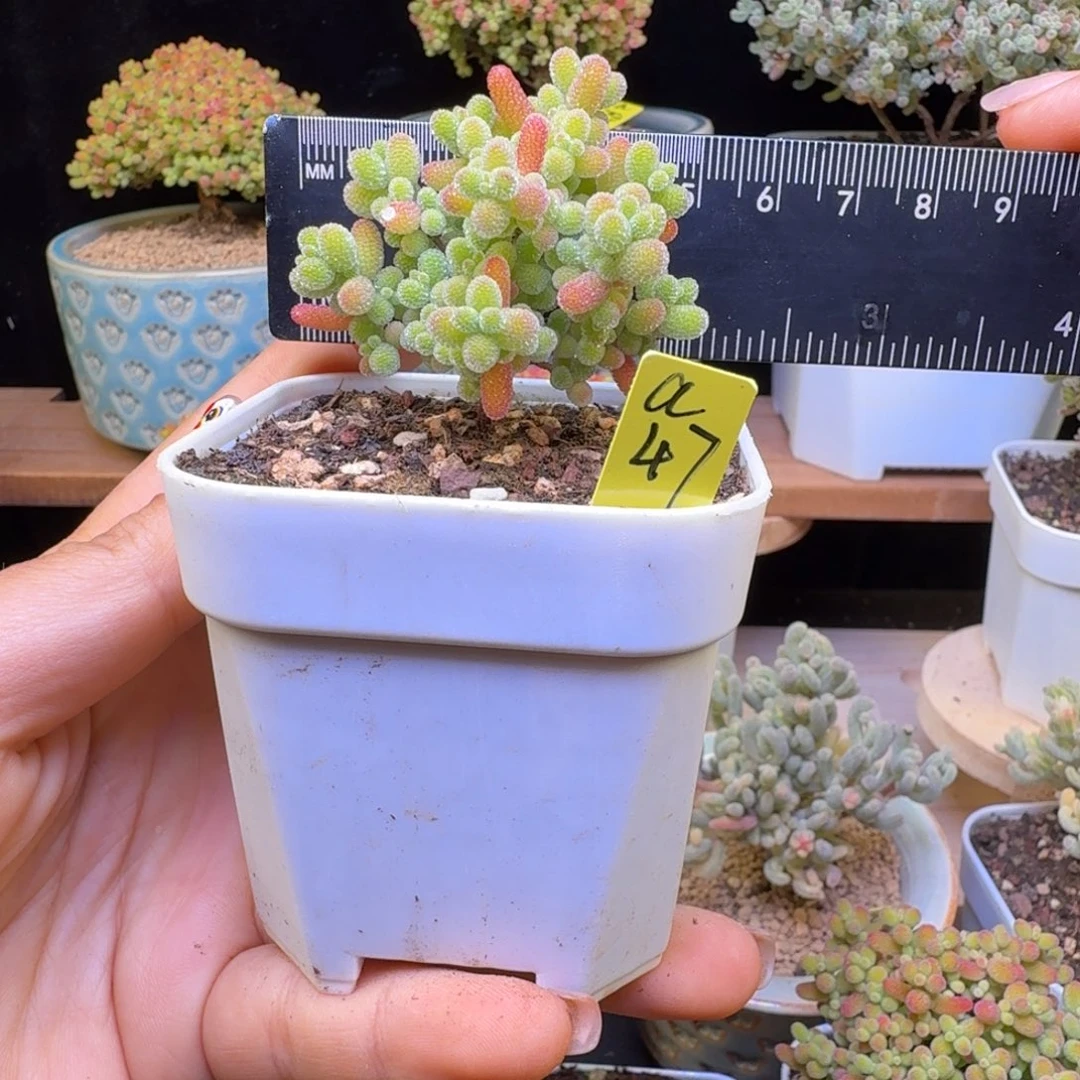 a47号蜜橘杂金桔实生苗