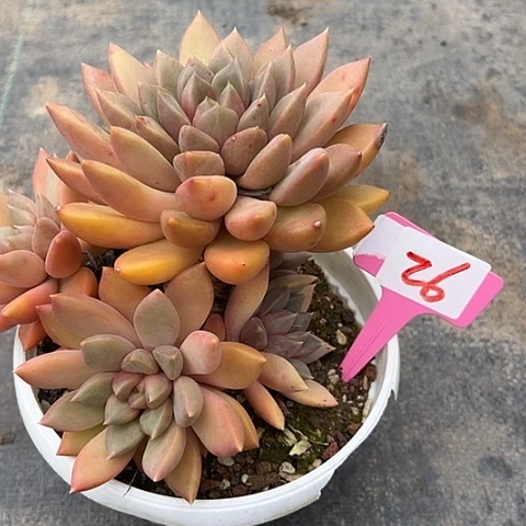 26象牙带盆一个多肉