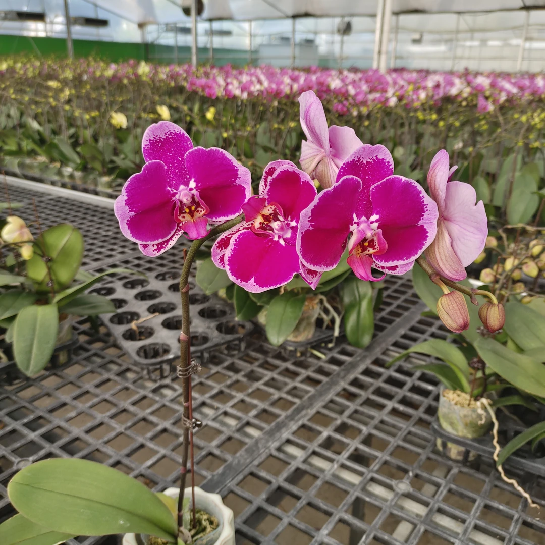 成功优选【精彩】蝴蝶兰精致花卉盆栽四季植物