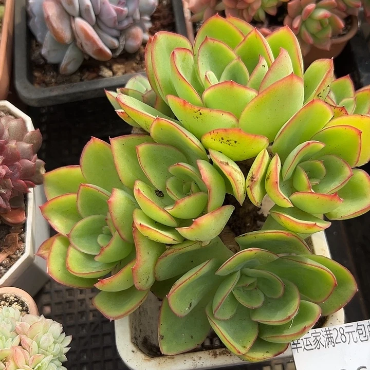 幸运儿是一位非常优秀且非常幸运