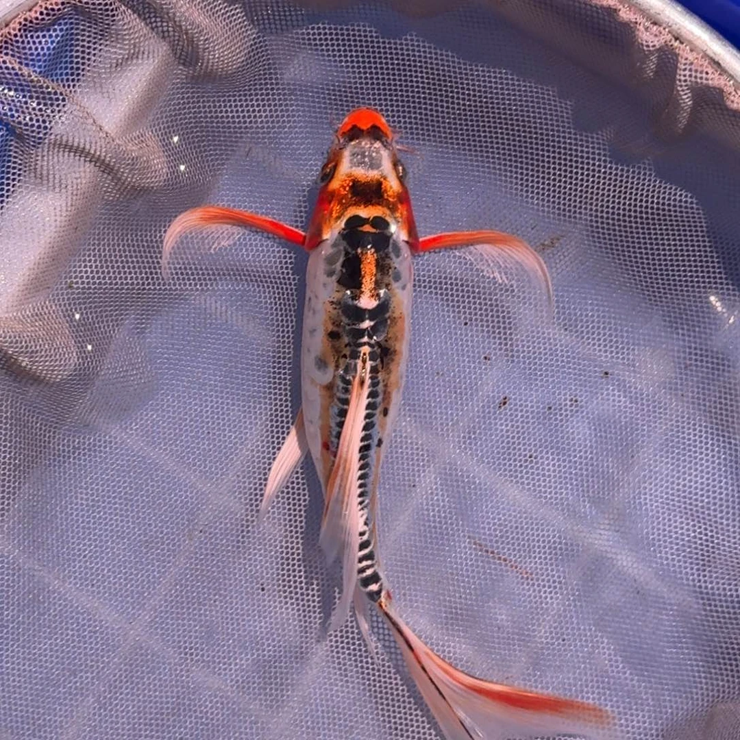 锦鲤精品锦鲤大放漏