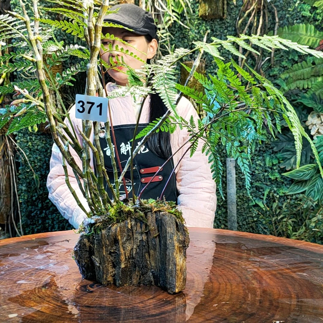 【闪购商品】371喇叭唇花