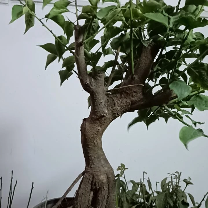 新***哥完全开放梅花盆景原色发货落叶正常