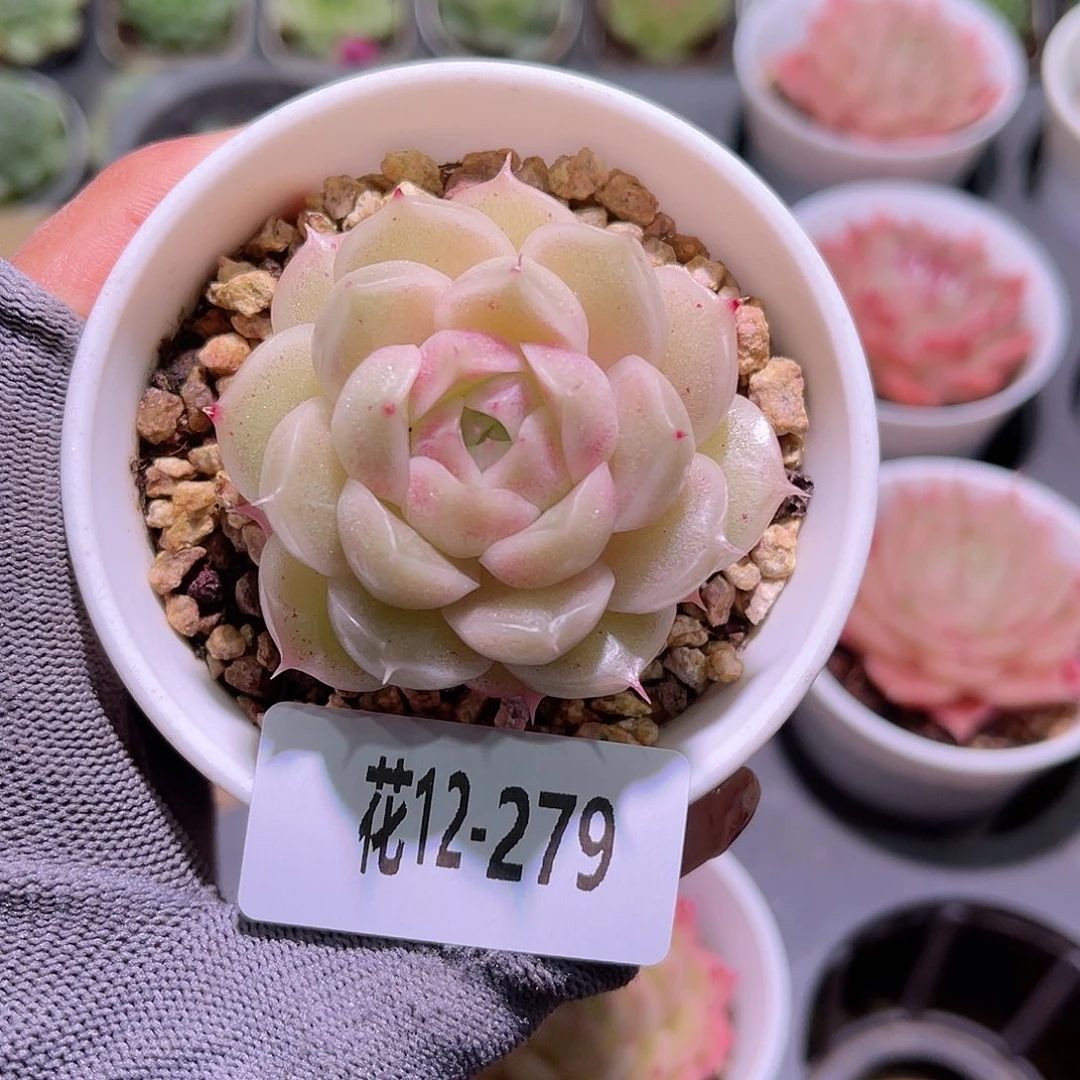 花12-279麦秆单头