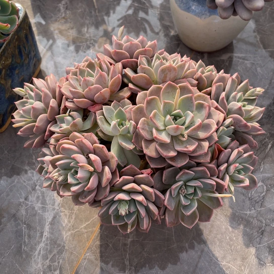 红粉佳人多肉多肉