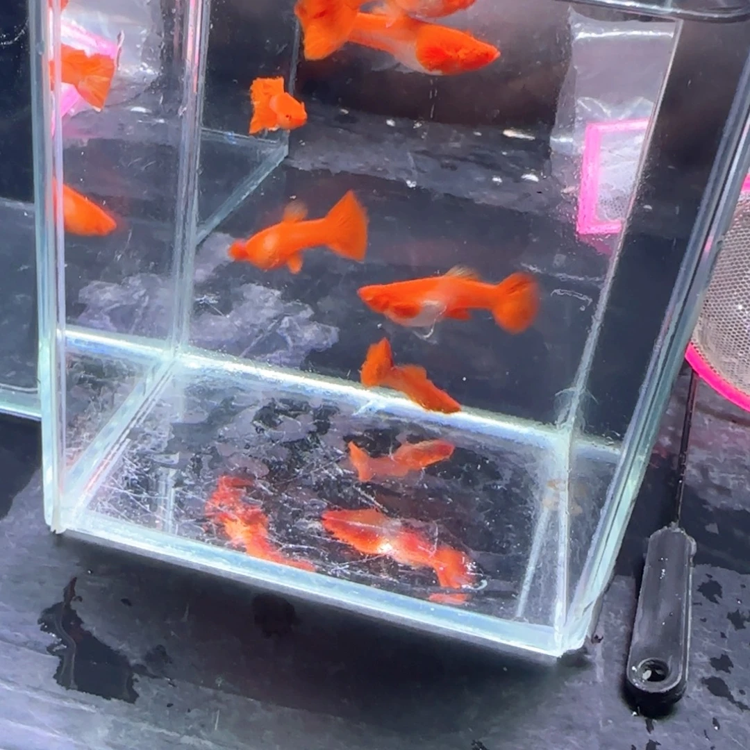 孔雀鱼鸿运分水6条