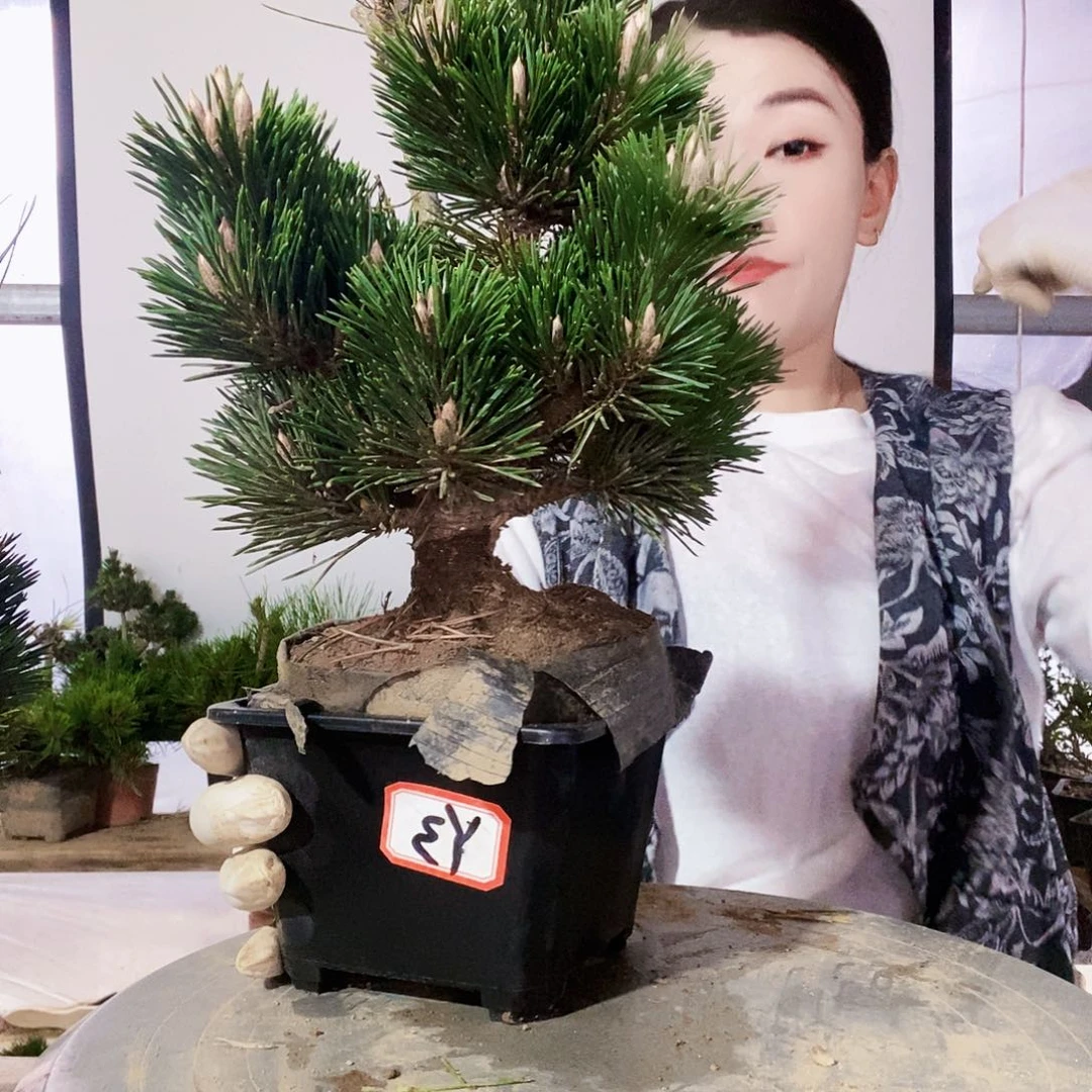无花朵植物形态多年生草本