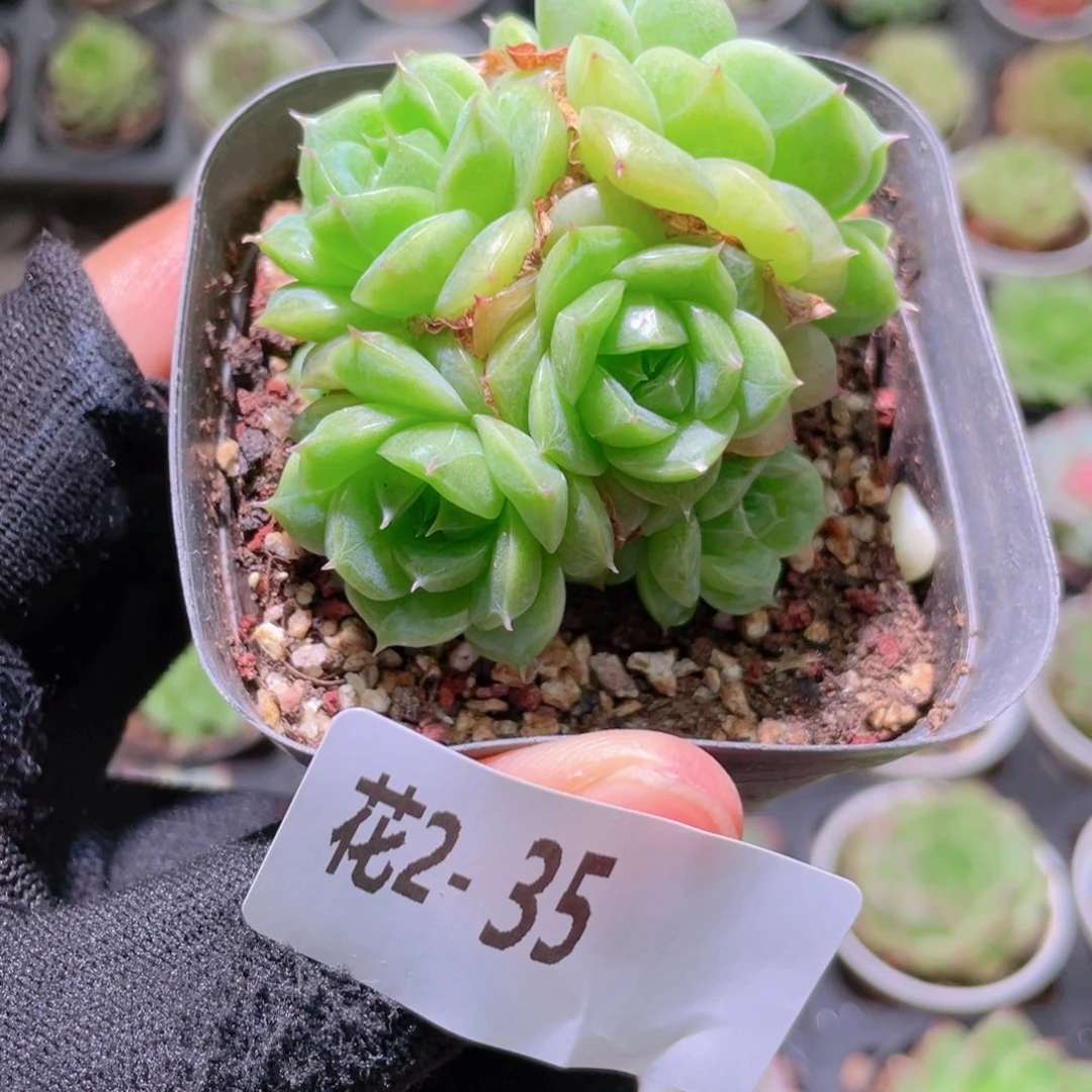 花利美2-35麦秆群