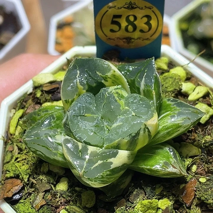583巨大莫迪卡錦一物