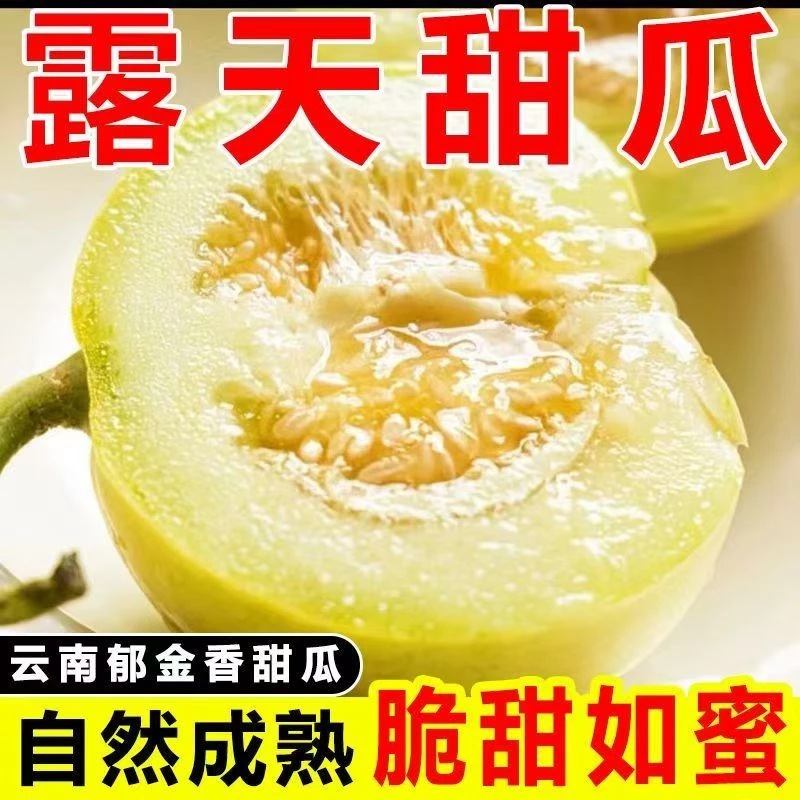 【香甜多汁】正宗云南郁金香甜瓜新鲜现摘小蜜蜂白皮脆甜水果产地