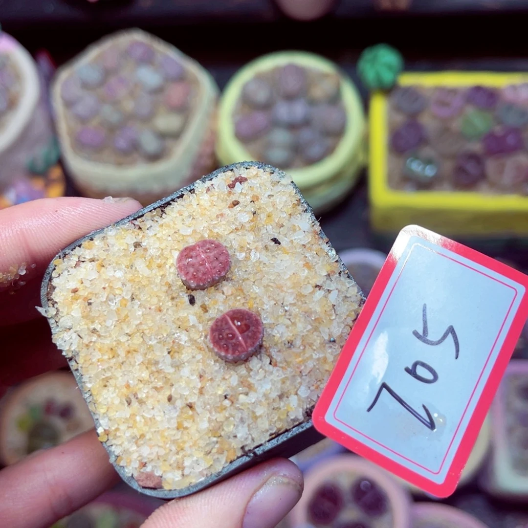 705生石花带盆发1