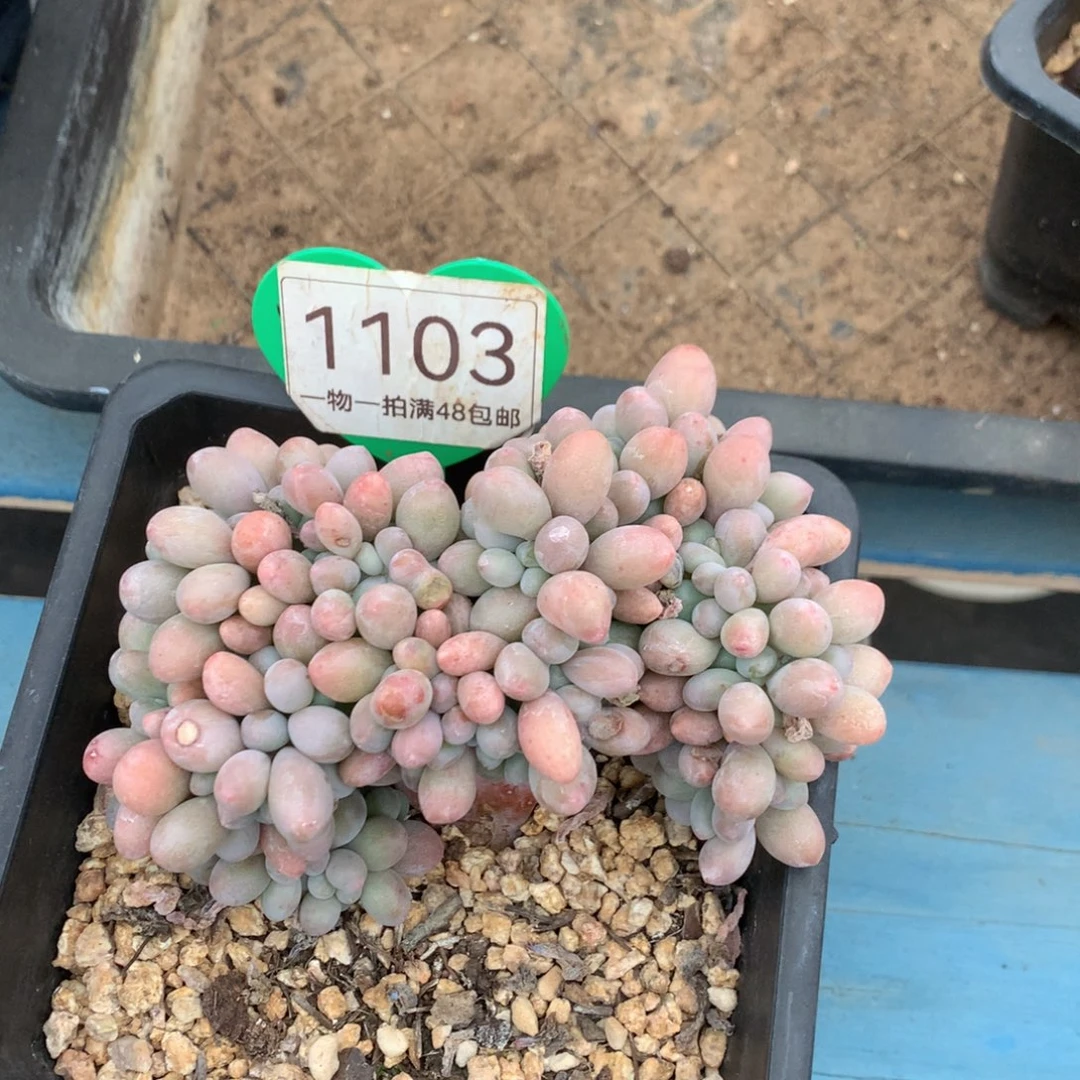 风***夏汤圆缀化一物一拍1103