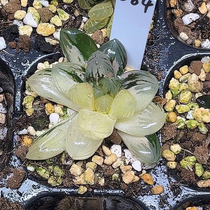 384大窗龙爪玉露锦脱土发货