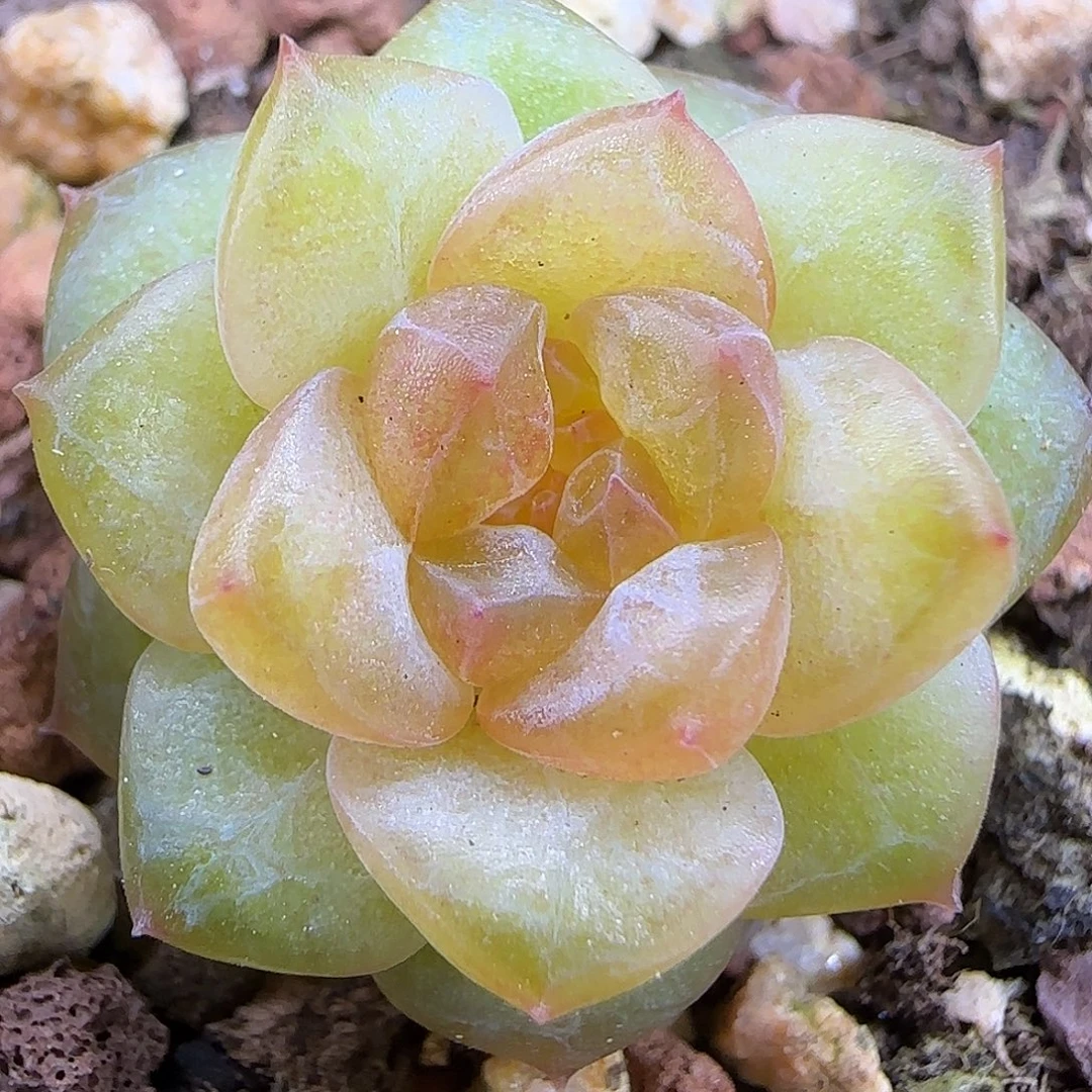 880糖心2.5公分福利脱土发