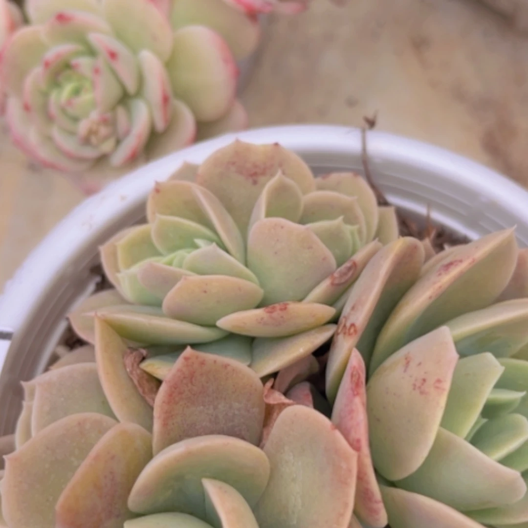 【闪购商品】星纳塔缀0425