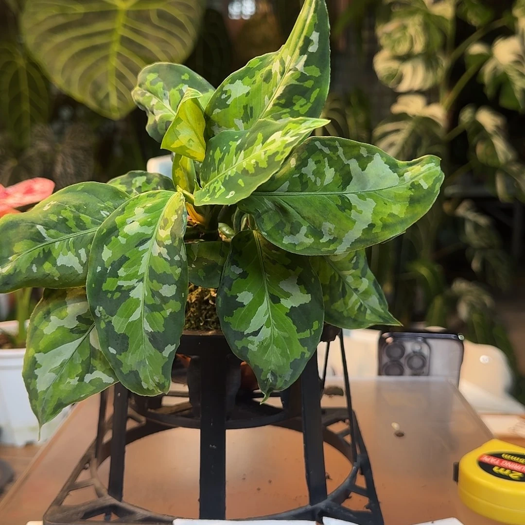 完全开放Ｙ142迷彩粗勒草