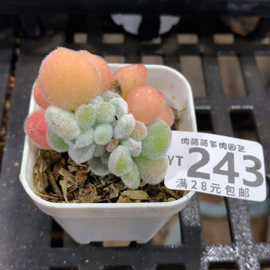 肉萌萌拇指盆精控多肉YT243