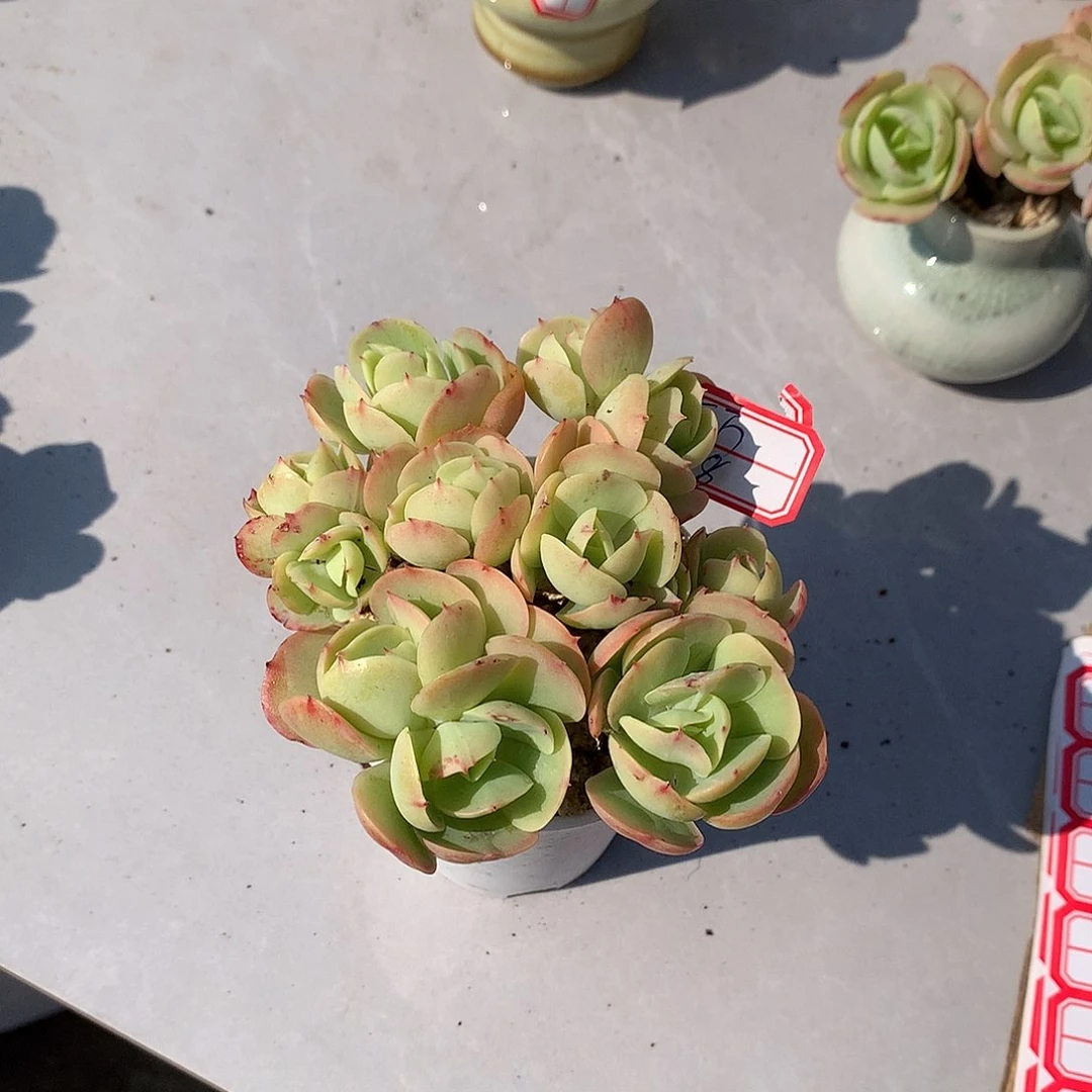 鸡蛋碧桃多肉植物