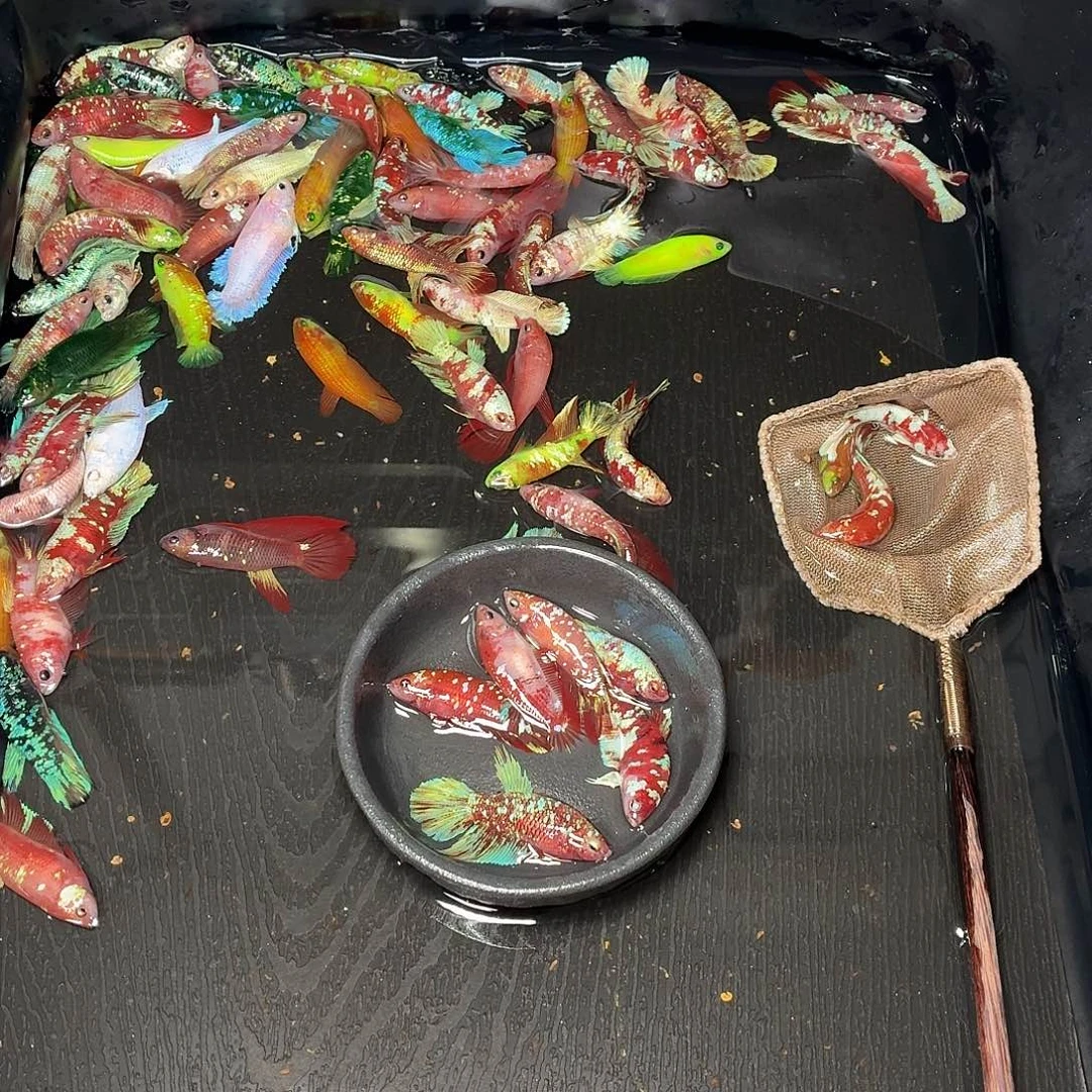 斗鱼6只母鱼混搭一起