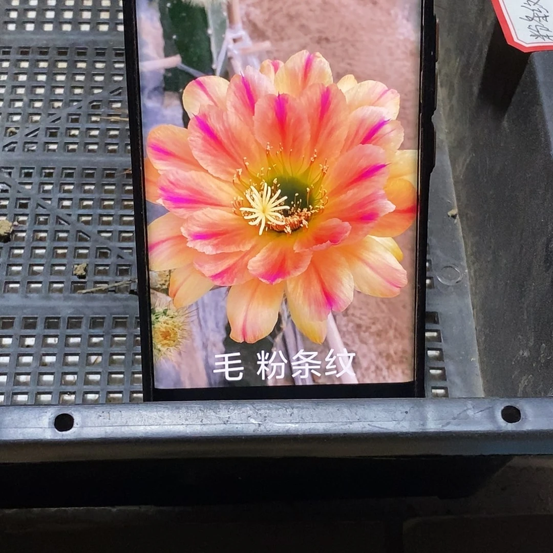 毛 粉条纹侧芽歪20包邮/6公分