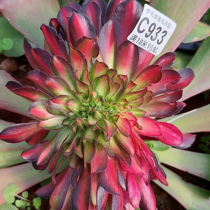 多肉法师花蝴蝶缀化