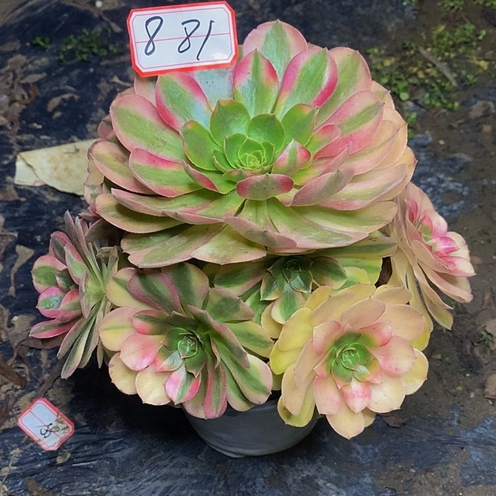 雨荷老桩捧花881号