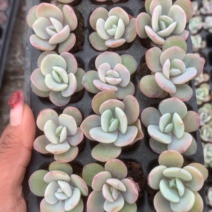 奶茶10颗。（满9.99包邮不满9.99发叶子）