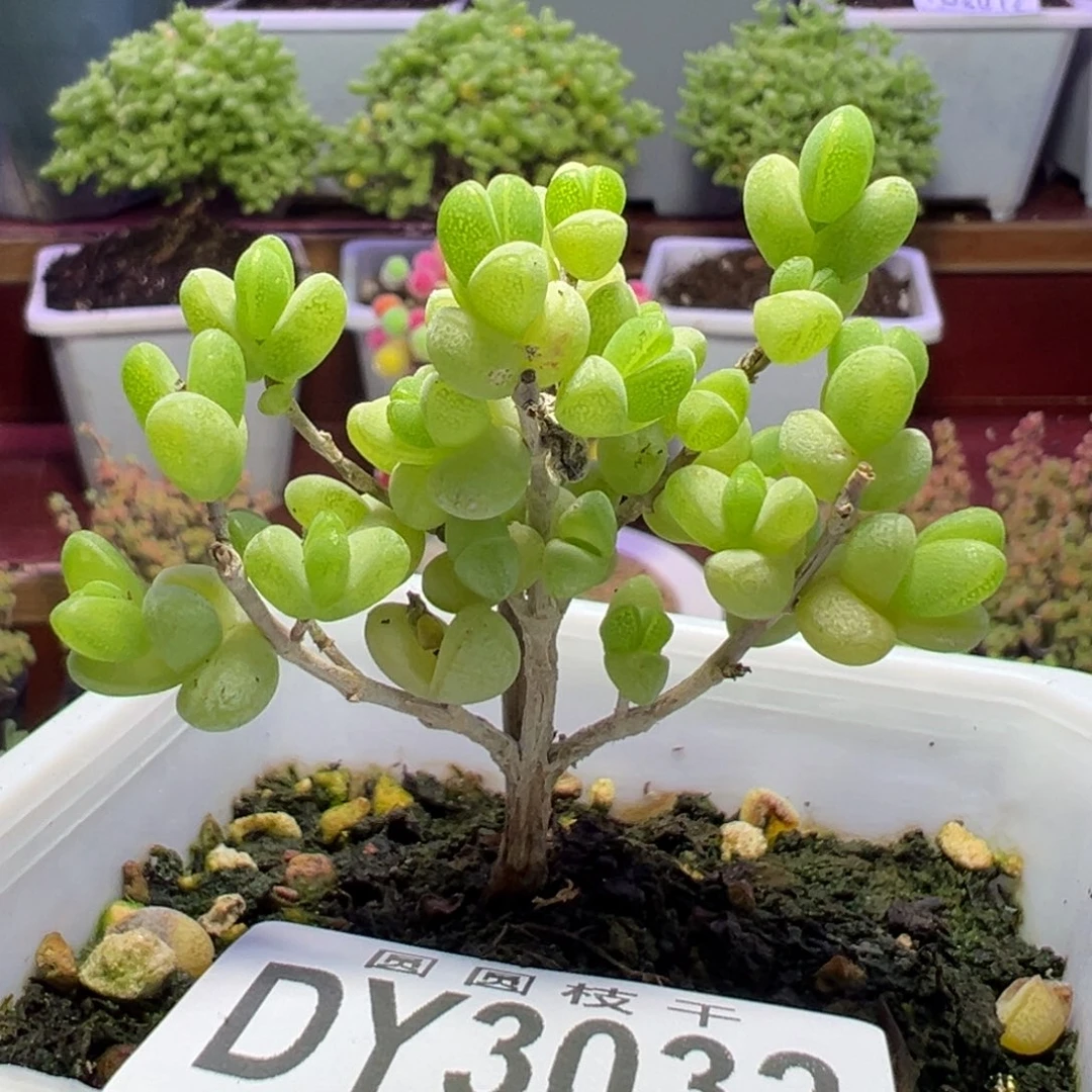 3032元宝一物一拍