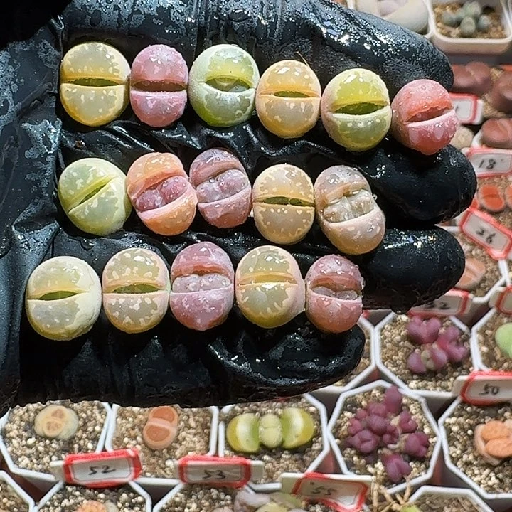 生石花23:：：：：。  82