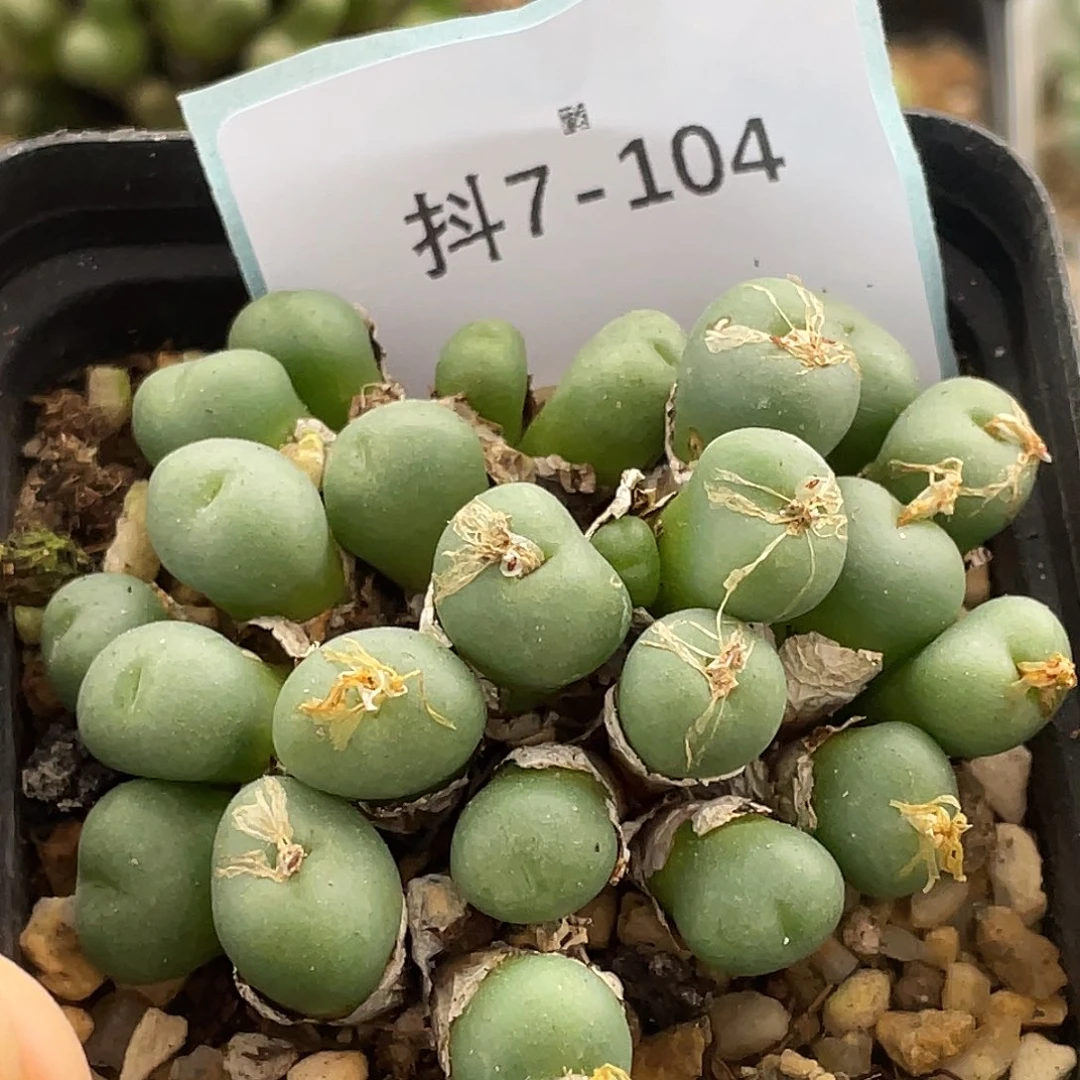 7-104紫花肉锥多肉植物