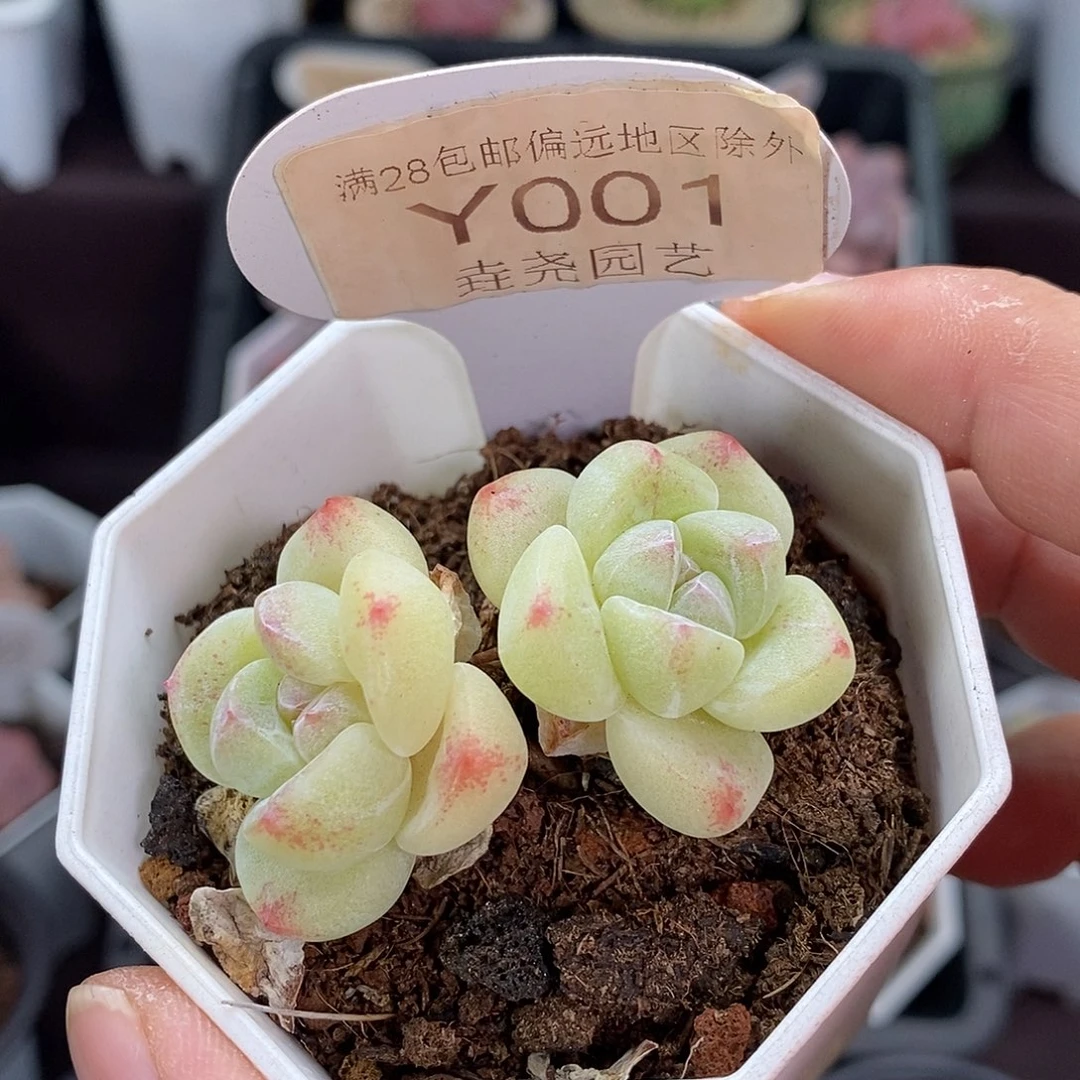0001 冰玉双头 不包整 4.5cm